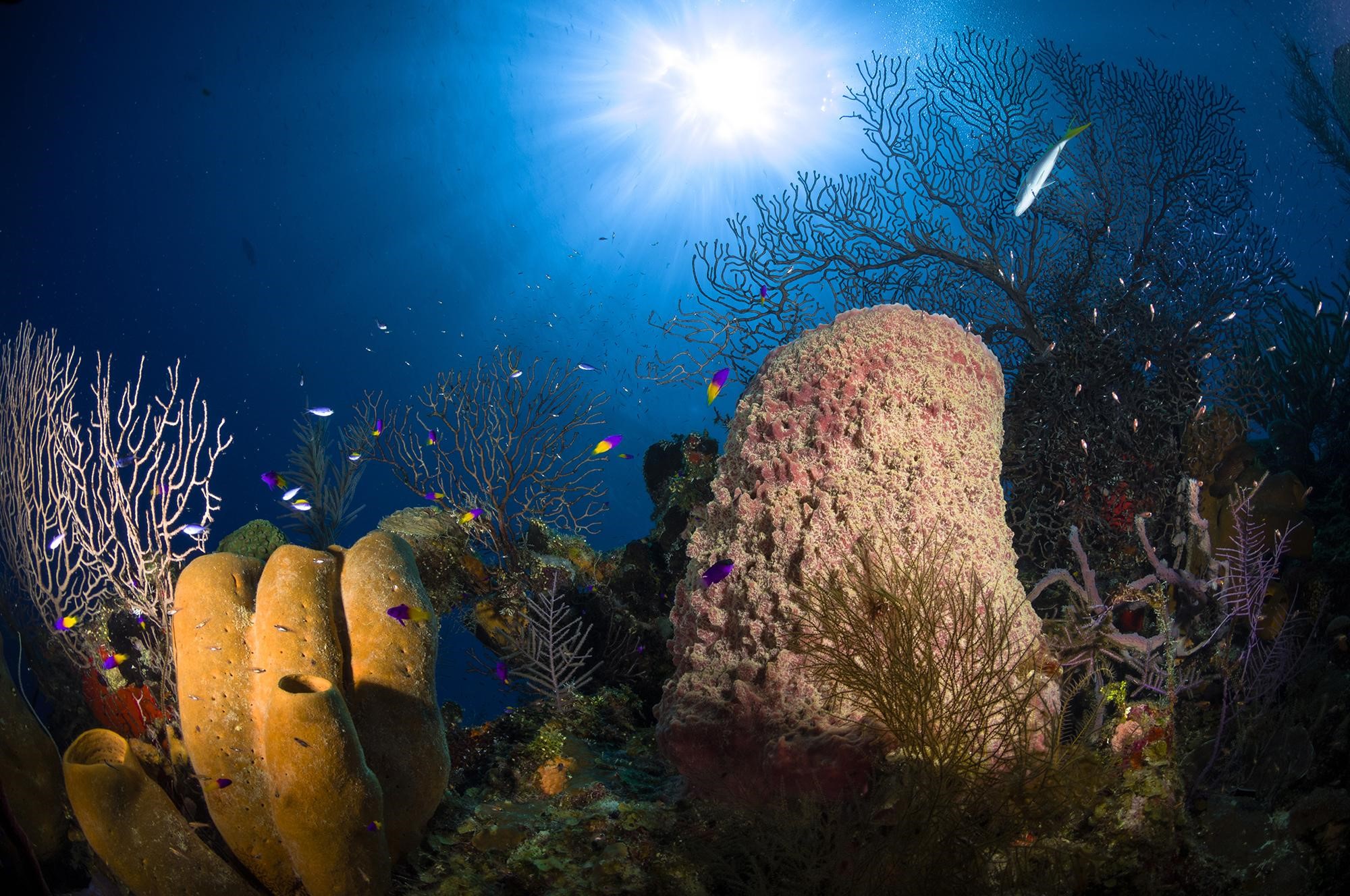 Symbiosis in Coral Reef Ecosystems | GIS Coastal Indonesia