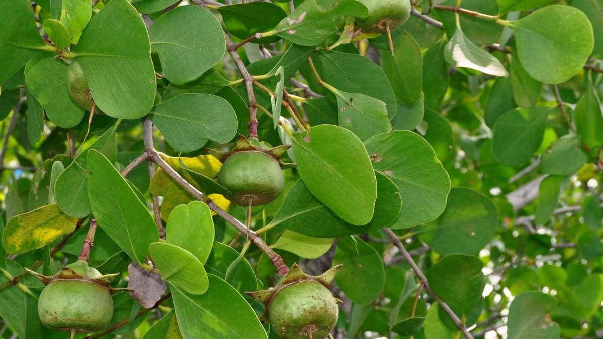 Twigs and fruits of mangrovee tree