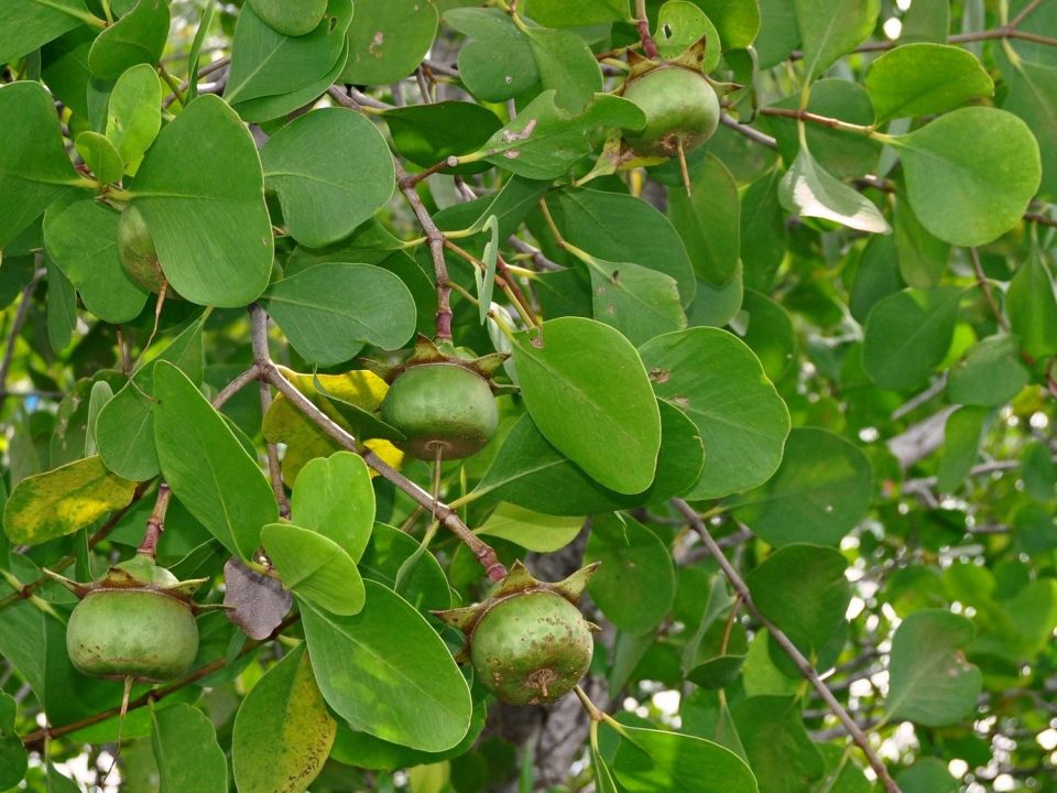 Twigs and fruits of mangrovee tree