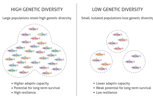 Large populations can harbour much genetic diversity, small populations can not do that and will rapidly loose variation