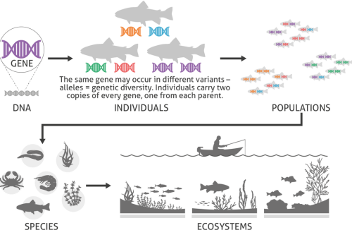 Biological variation at the DNA-level forms the basis for all biodiversity