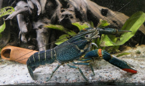 Red claw crayfish