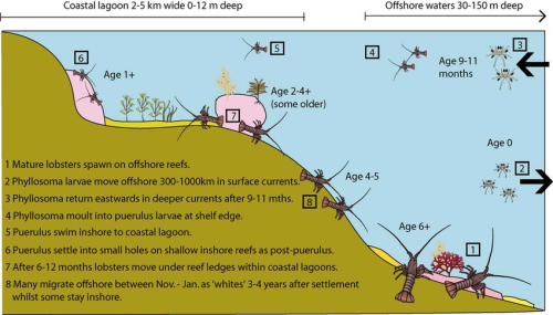 Panulirus cygnus life cycle