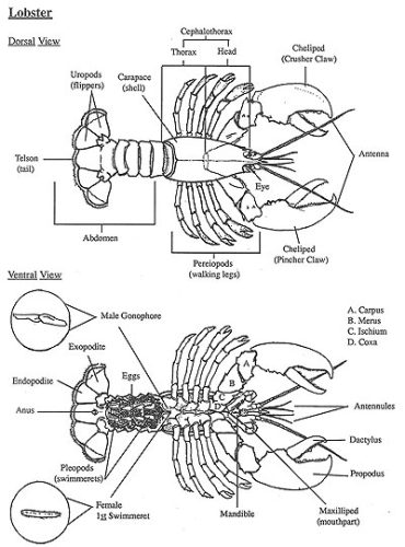 Lobster morphology 