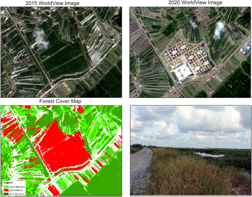 Mangrove conversion to road and intensive aquaculture