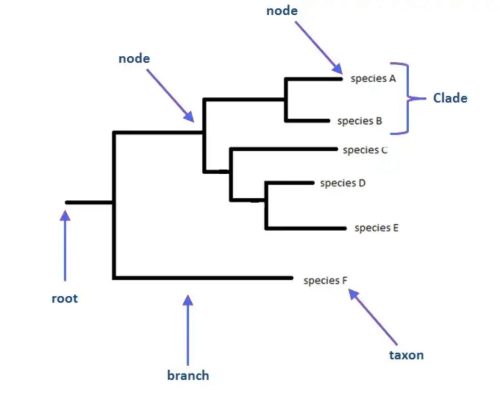 Parts of phylogenetic tree 