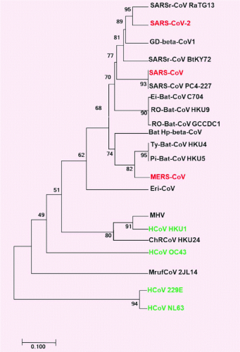 Phylogenetic tree of representative species of SARS-CoV-2, SARS-CoV, and MERS-CoV