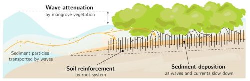 Diagram illustrating coastal protection by mangroves