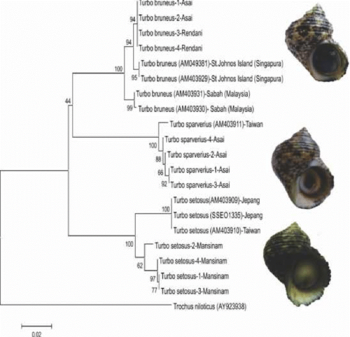 Phylogenetic Tree of Turbo Species in Manokwari Waters, West Papua