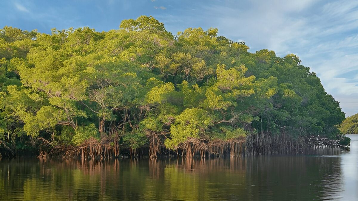 A mangrove coast