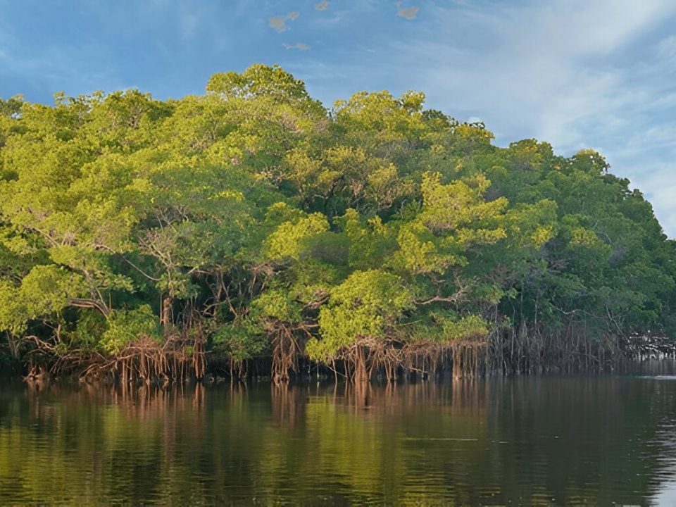 A mangrove coast