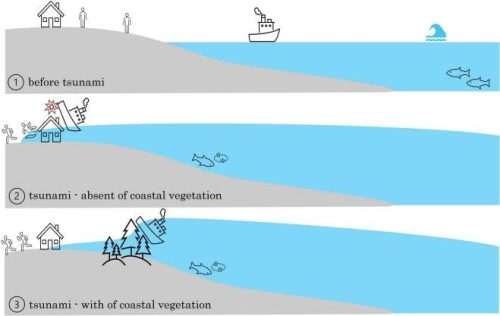 Diagram illustrating mitigation the impact of tsunami by coastal vegetation