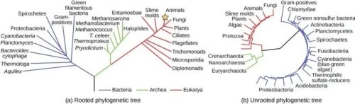 Rooted and unrooted tree