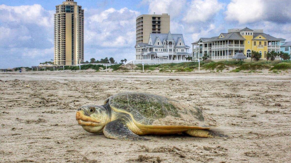 A nesting Kemp's ridley turtle next to a housing development