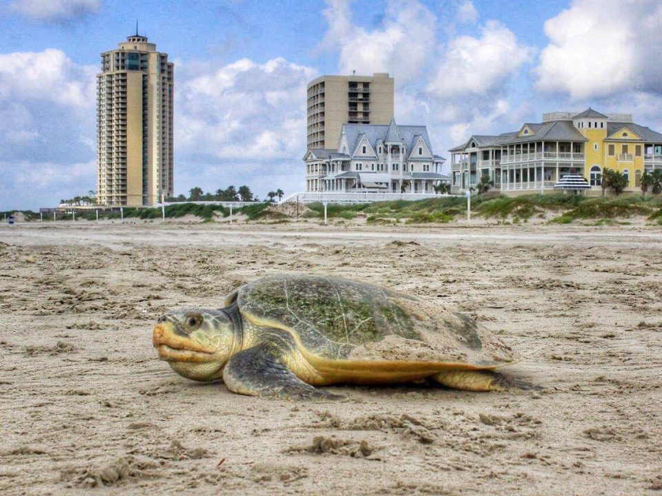 A nesting Kemp's ridley turtle next to a housing development