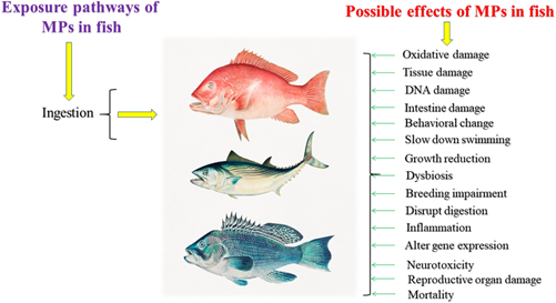 Possible effect of microplastics in fish body after ingestion (Photo Credit : Md. Simul Bhuyan)