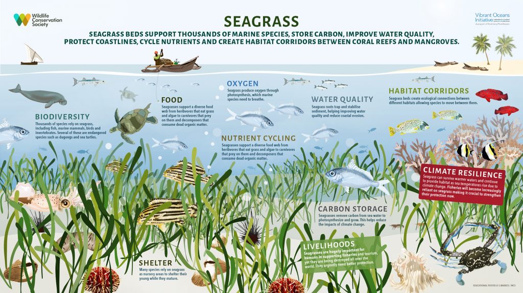 The importance of seagrass (Photo Credit : Wildlife Conservation Society Tanzania)