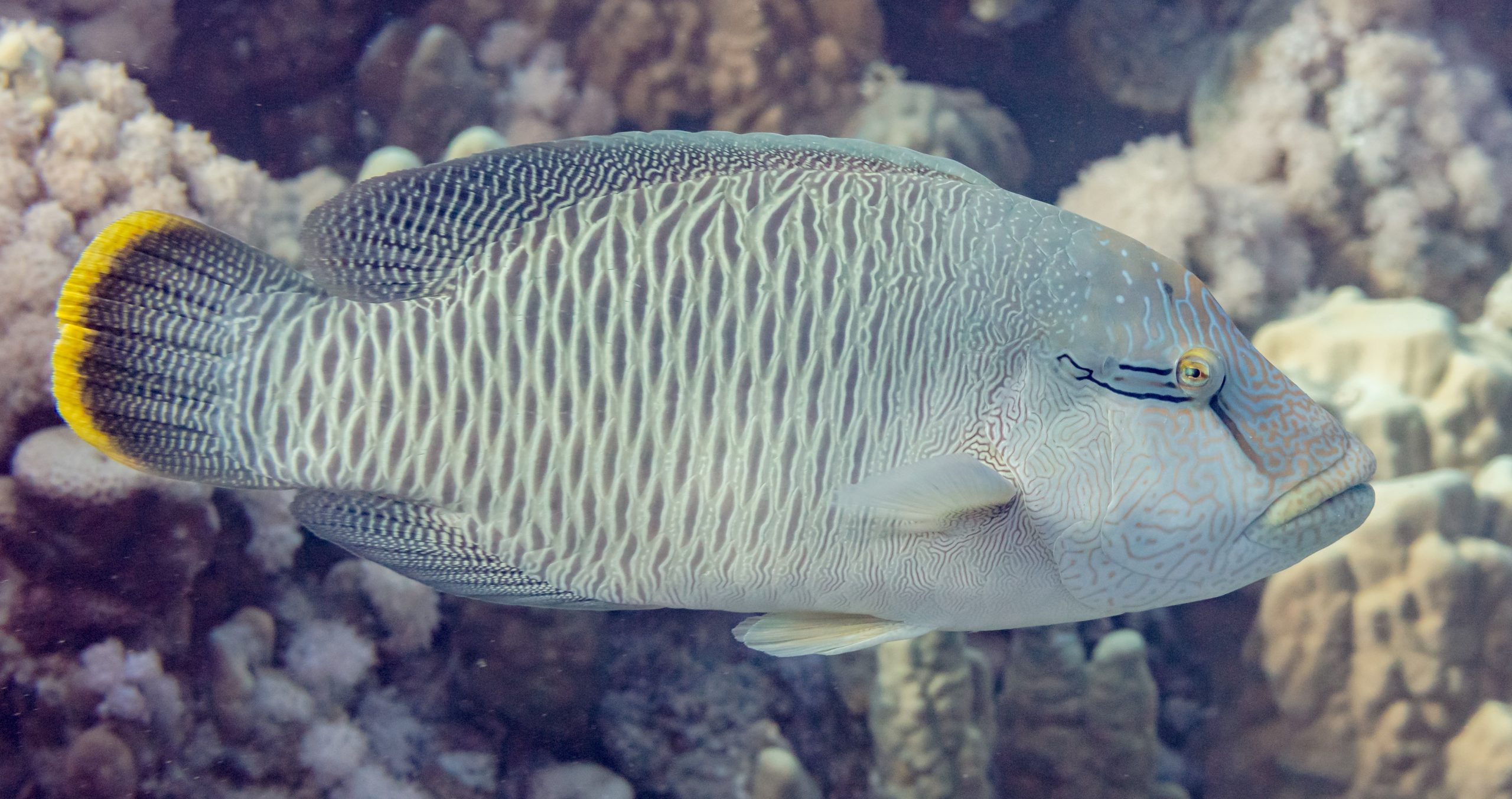 Female napoleon fish (Photo Credit : Diego Delso)