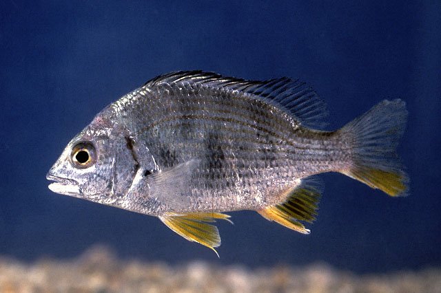 Acanthopagrus latus (Photo Credit : Cook, D.C.) 