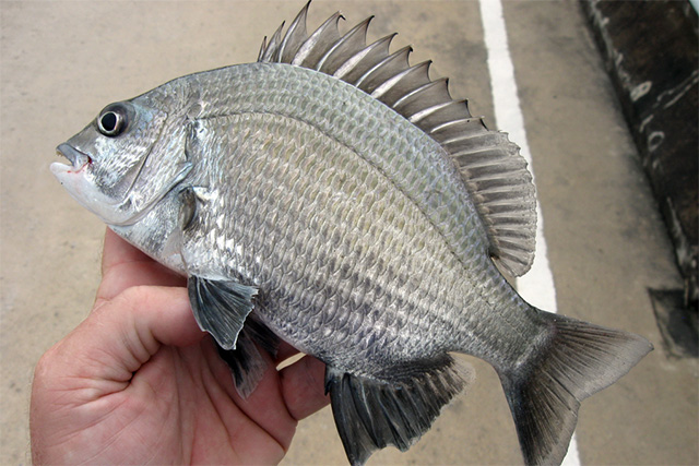 Acanthopagrus pacificus (Photo Credit : Jean-Francois Helias/Fishing Adventures Thailand)
