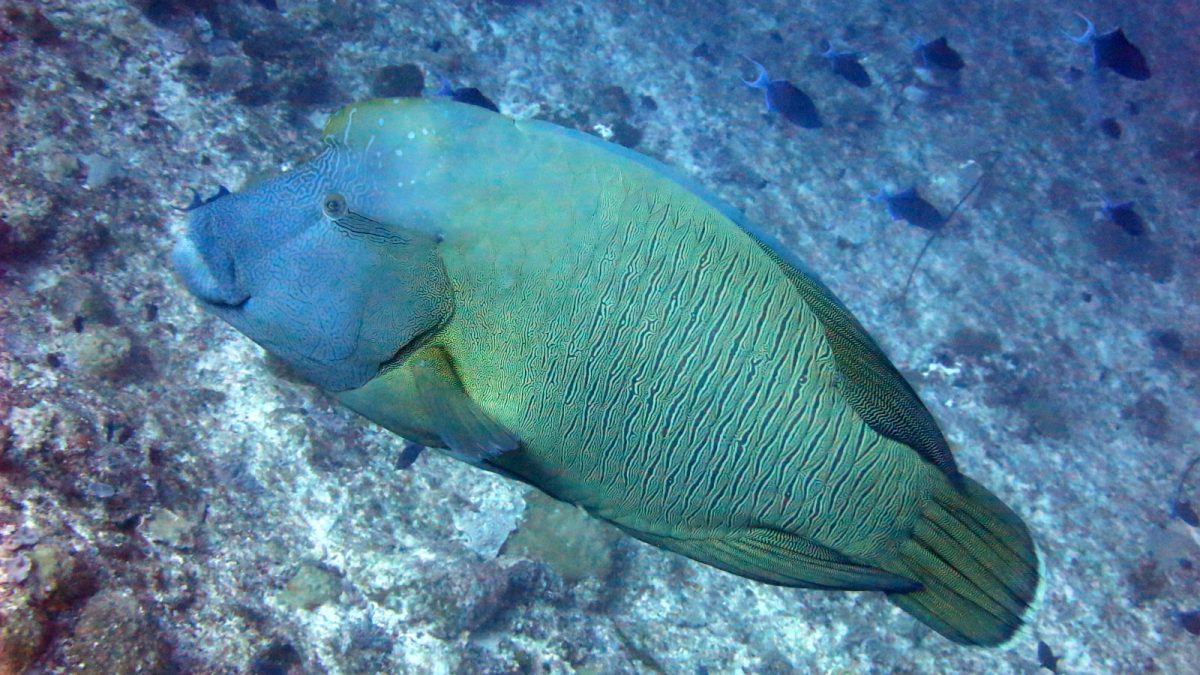Napoleon fish in Maldives (Photo Credit : Julien Bidet)