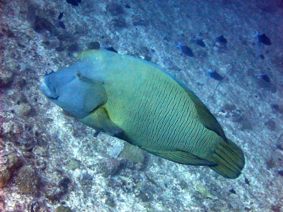 Napoleon fish in Maldives (Photo Credit : Julien Bidet)