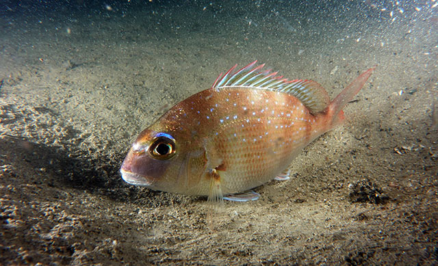 Pagrus major (Photo Credit : Gomen See/Hong Kong Reef Fish Survey) 