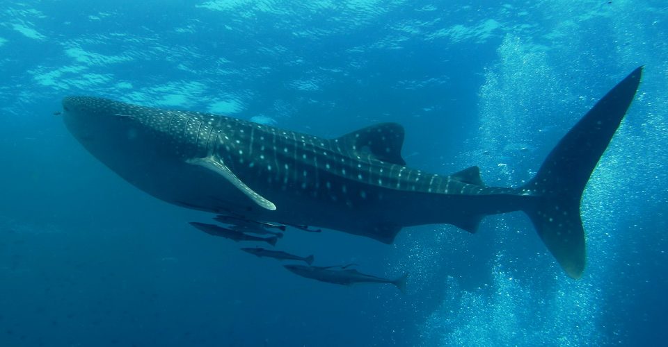 Whale shark at the Andaman sea (Photo Credit : Abe Khao Lak)