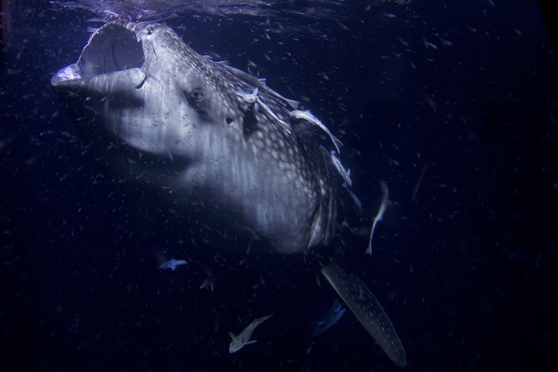 Whale Shark filter feeding plankton at night,
Thaa Atoll, Maldives (Photo Credit : Arturo de Frias Marques)