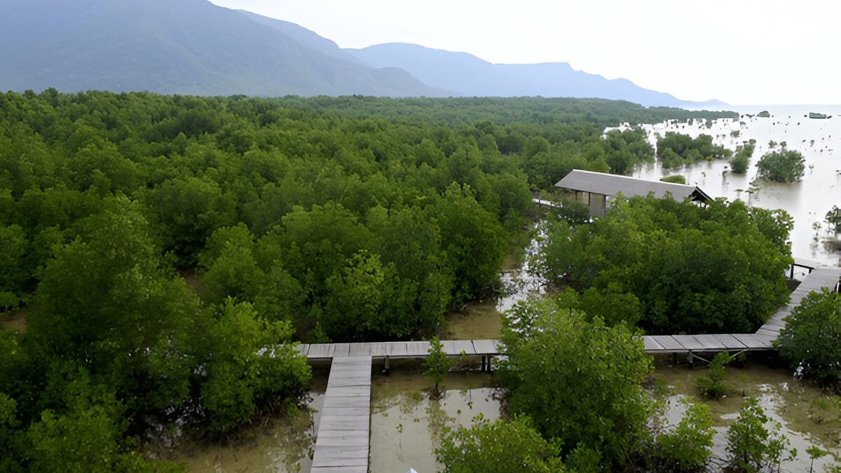 Karimun Jawa Mangrove National Park (Photo Credit : Zakariya AF)