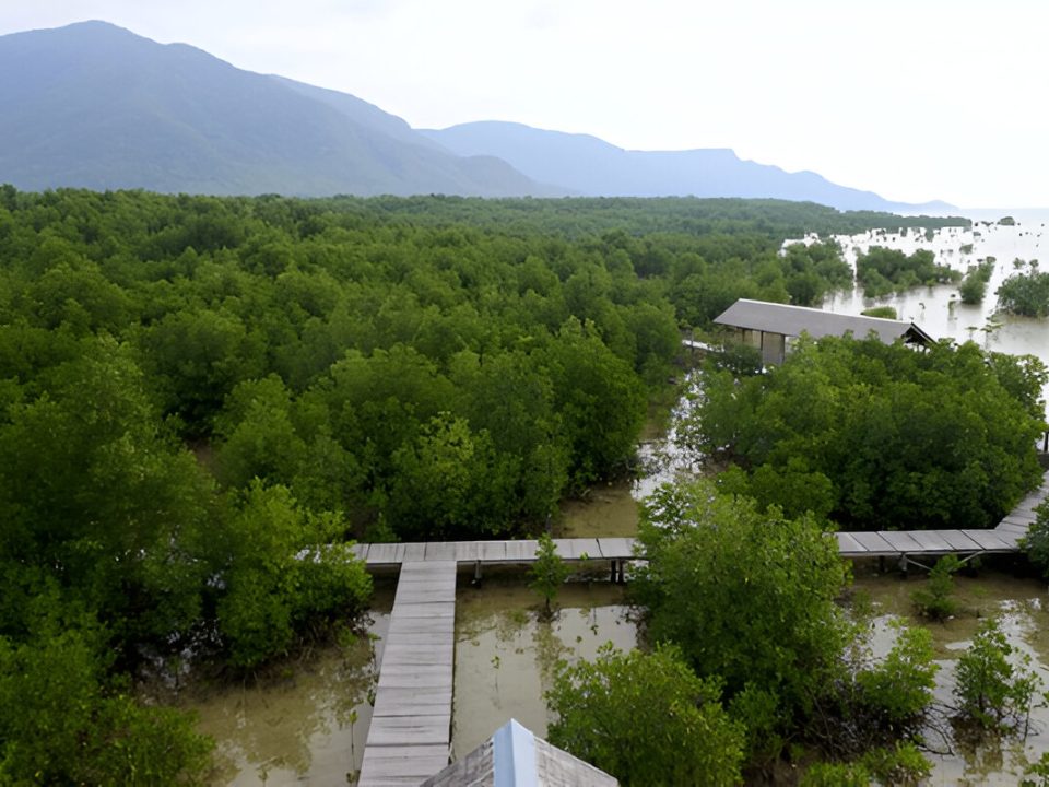 Karimun Jawa Mangrove National Park (Photo Credit : Zakariya AF)
