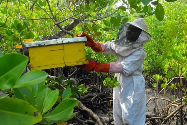 A beekeeper harvesting mangrove honey from the coastal forest (Photo Credit : Watamukenya)
