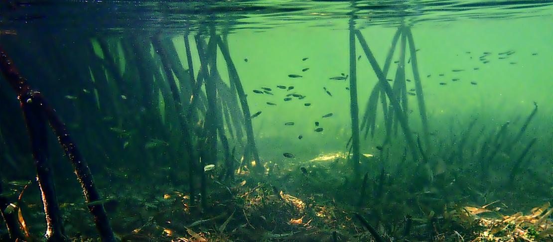 Mangrove roots as shelter and breeding ground for fish and shrimp (Photo Credit : Phil's 1st pix)