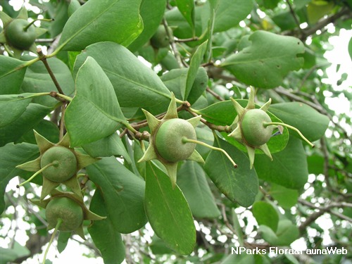 Pedada fruit (Photo Credit : NParks Flora&Fauna Web)