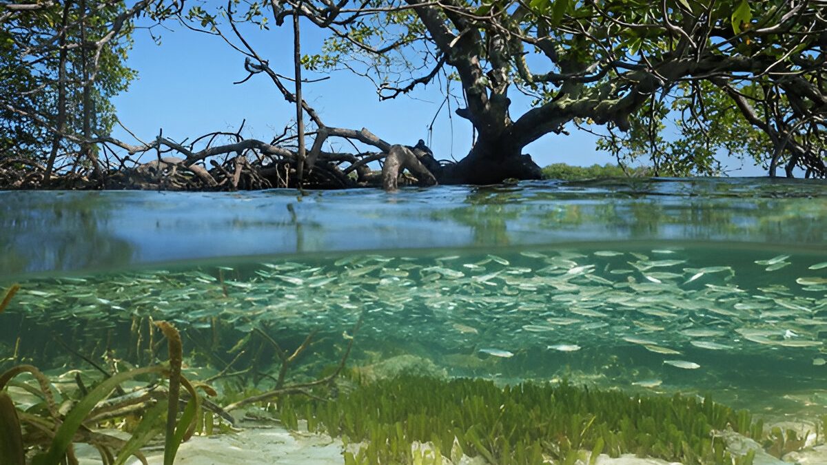 Mangrove with tree above water surface and shoal of juvenile fish underwater (Photo Credit : Damsea)