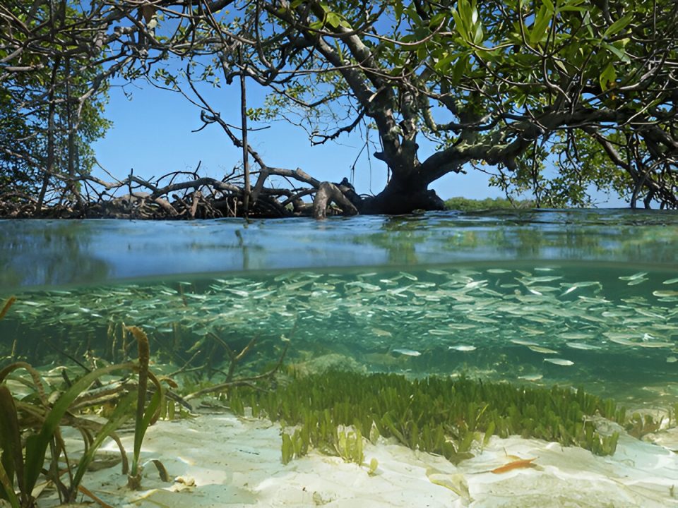 Mangrove with tree above water surface and shoal of juvenile fish underwater (Photo Credit : Damsea)
