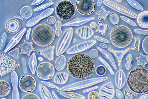 Bacillariophyceae (Photo Credit : Labroots)
