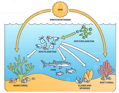 Plankton life and water organisms food chain role explanation outline diagram