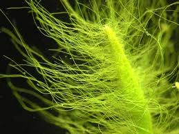 Chlorophyceae (Photo Credit : taxateca.com)