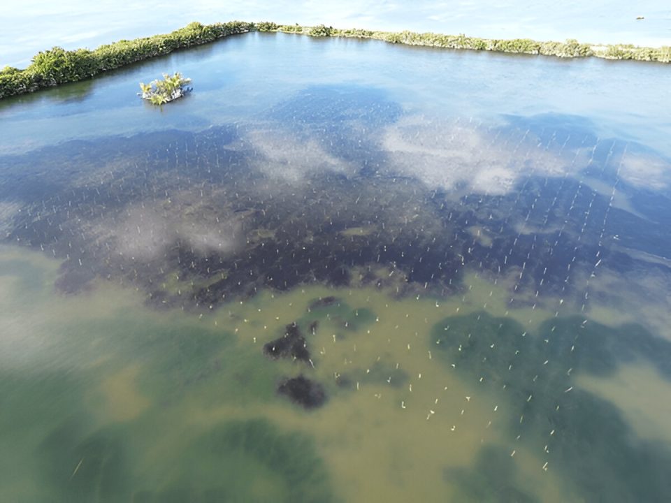 An aerial view of a traditional fish pond integrated with a silvofishery system using the “komplangan” planting pattern (Photo Credit : Arif Yoga Pratama)