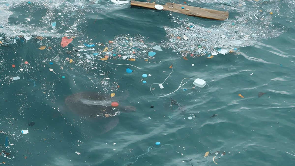 Marine debris (Photo Credit : jambmoreira)