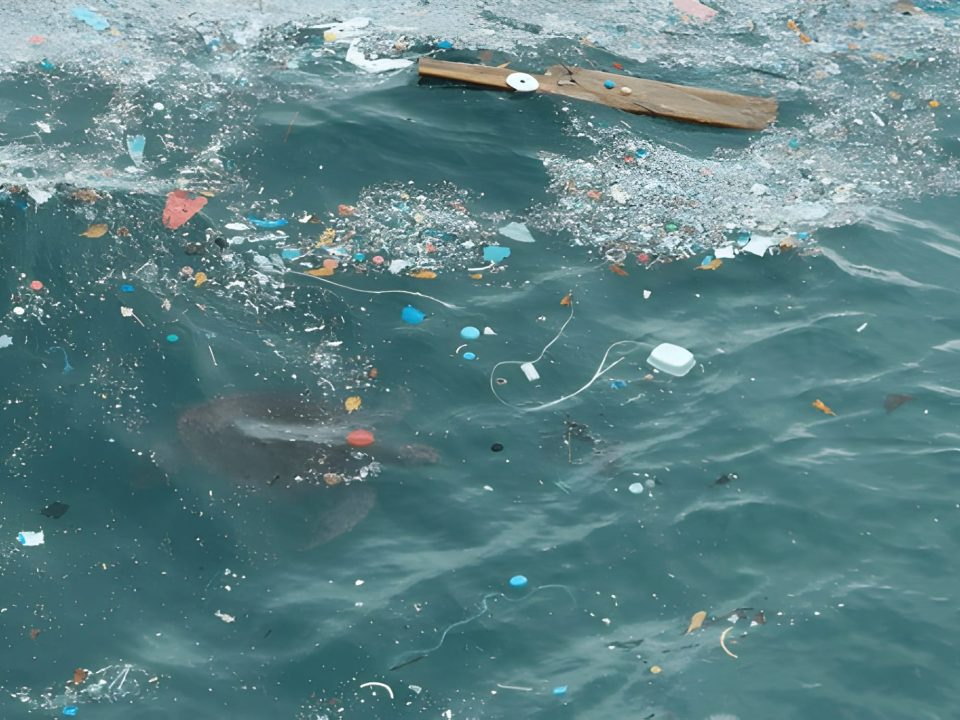 Marine debris (Photo Credit : jambmoreira)