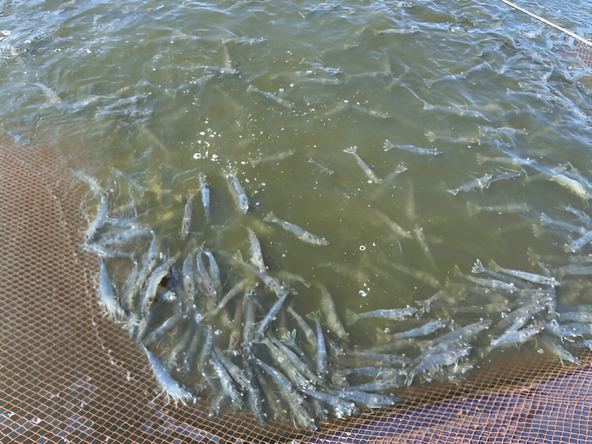 Shrimp harvesting (Photo Credit : Trieu Tuan)