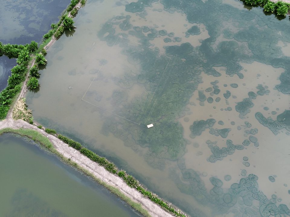 Drone footage of silvofishery pond (Photo Credit : Arif Yoga Pratama)