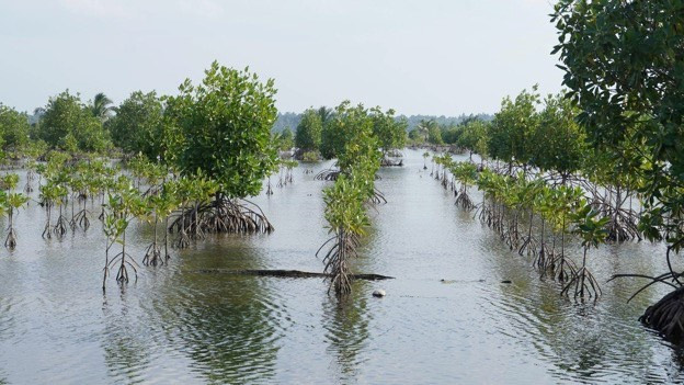 Mangrove trees at shrimp farm are rehabilitated using silvofishery techniques (Photo Credit : BRGM)