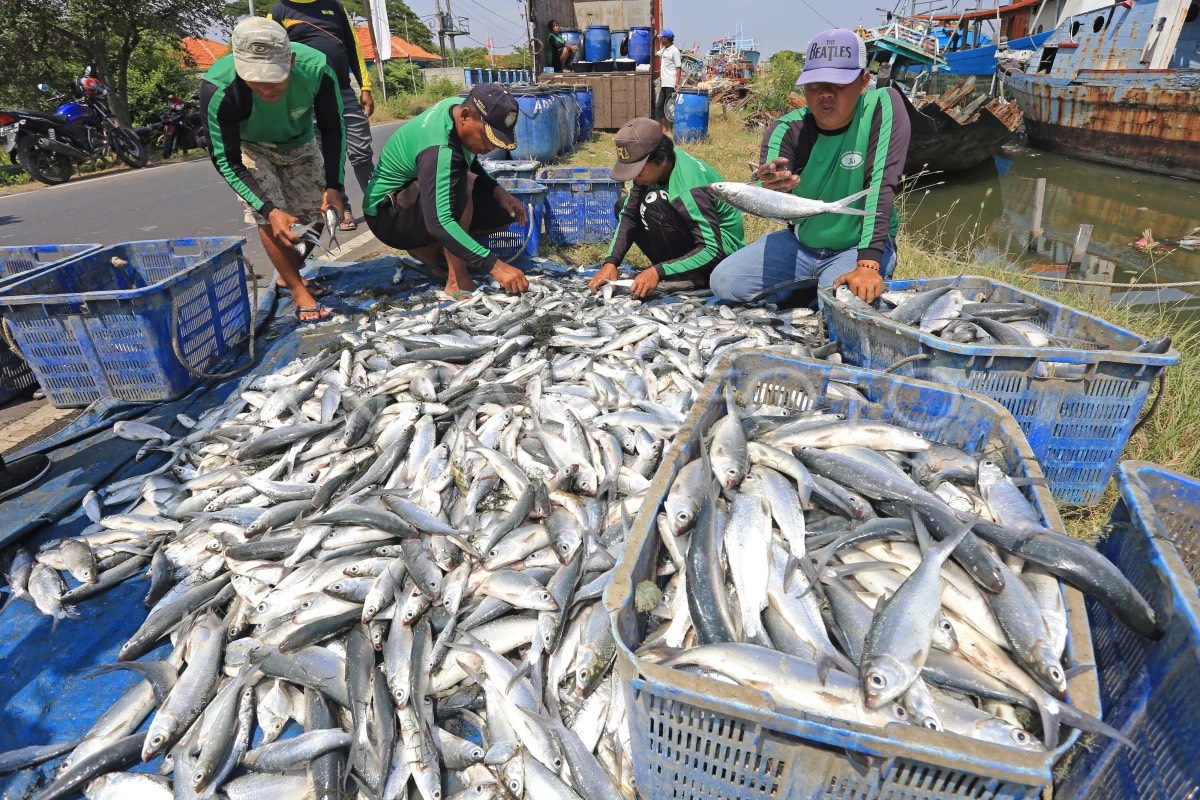 Fish post-harvesting (Photo Credit : Dedhez Budget/ANTARA PHOTO)
