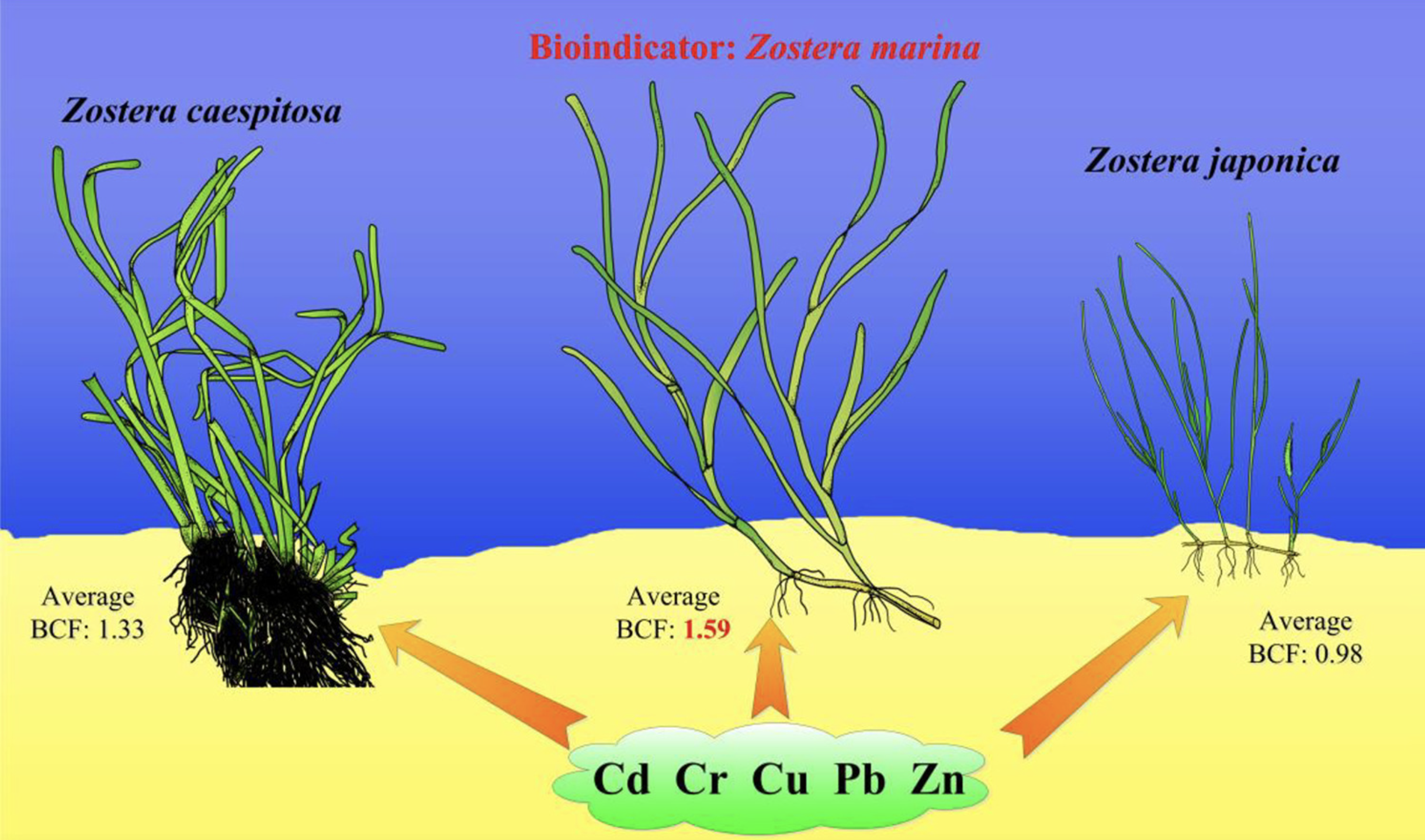 Reading Coastal Health Through Small Creatures: The Role of ...