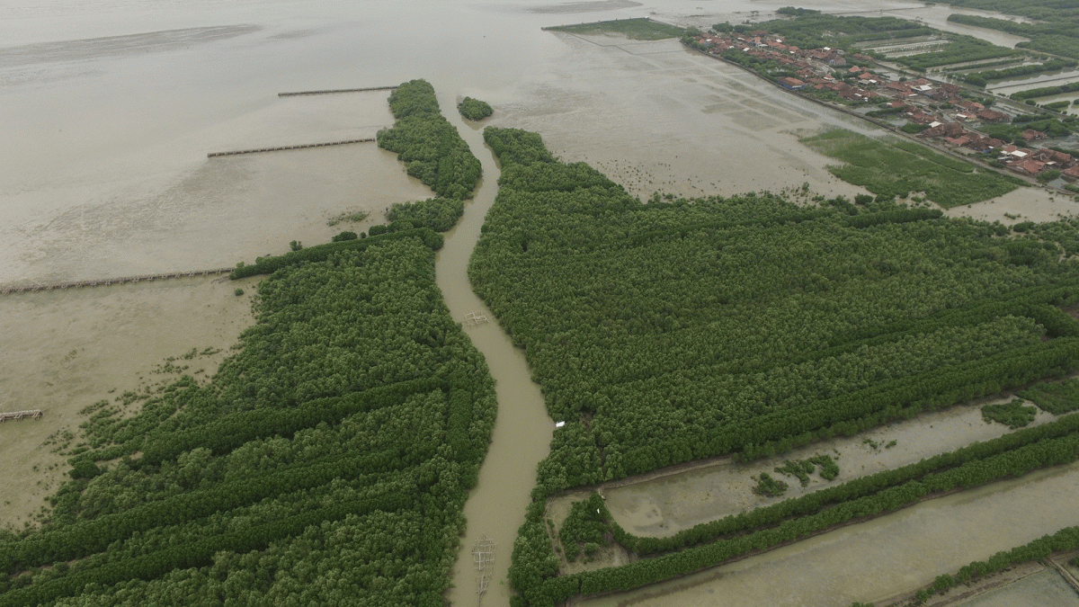 Photo Credit : Wetlands International