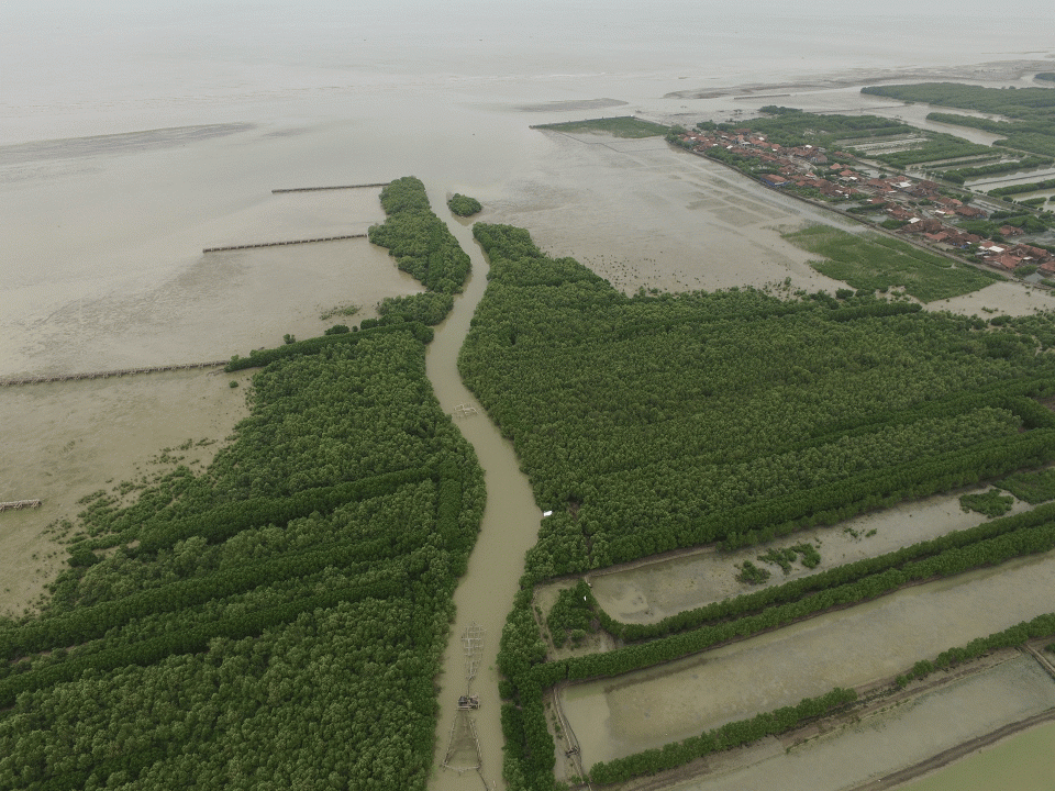 Photo Credit : Wetlands International