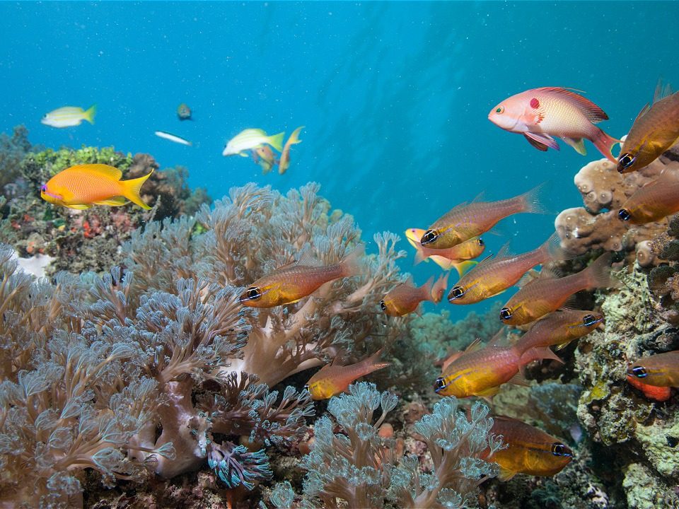 Photo Credit : Philipp Kanstinger / WWF